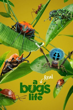 Poster phim A Real Bug’s Life