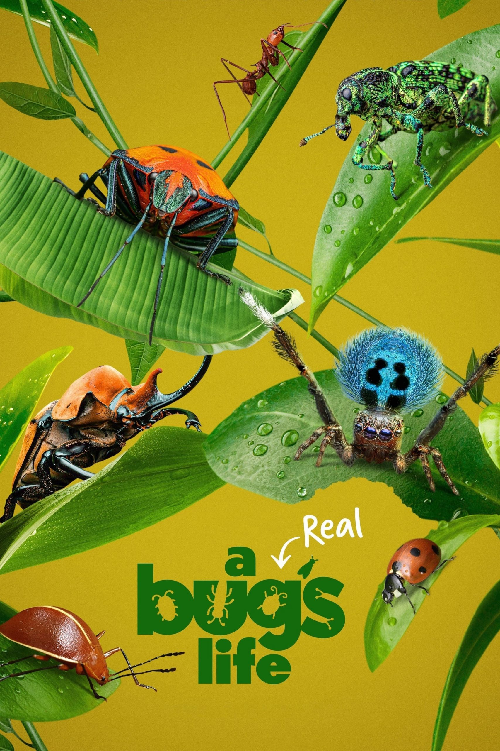Poster phim A Real Bug’s Life