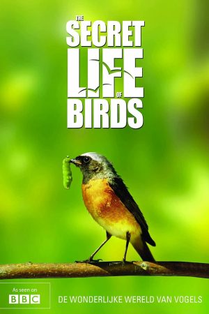 Poster phim Bí ẩn cuộc sống loài chim