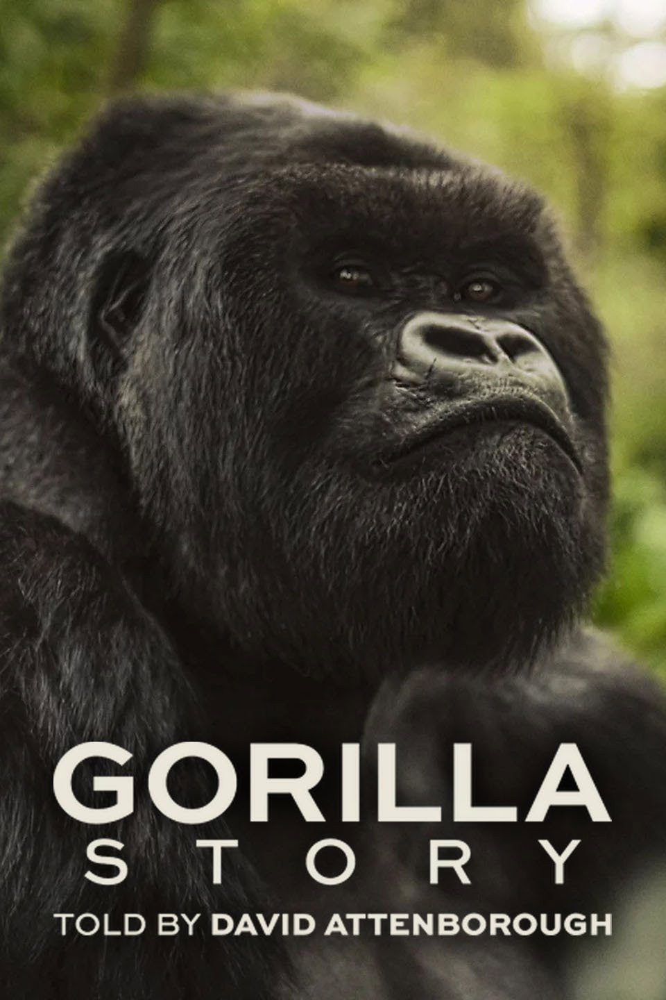 Poster phim Hành Trình Của Khỉ Đột – Qua Giọng Kể David Attenborough