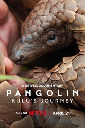 Poster phim Loài tê tê: Hành trình của Kulu