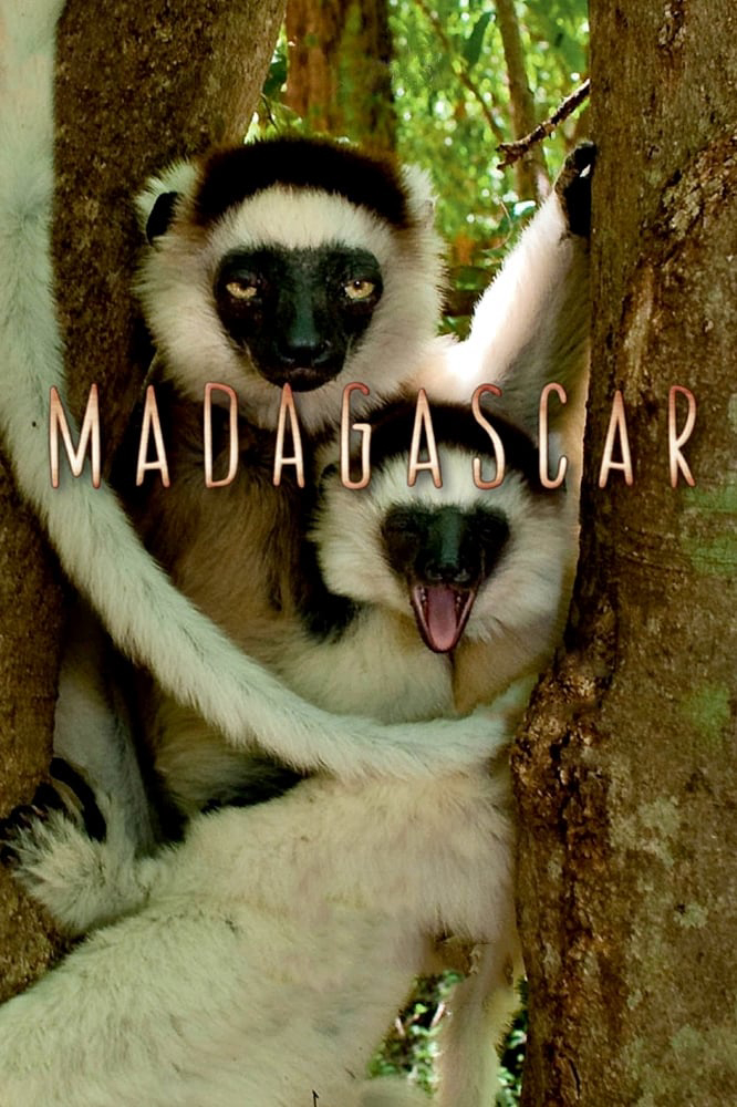 Poster phim Madagascar 2011