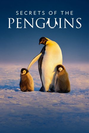 Poster phim Secrets of the Penguins