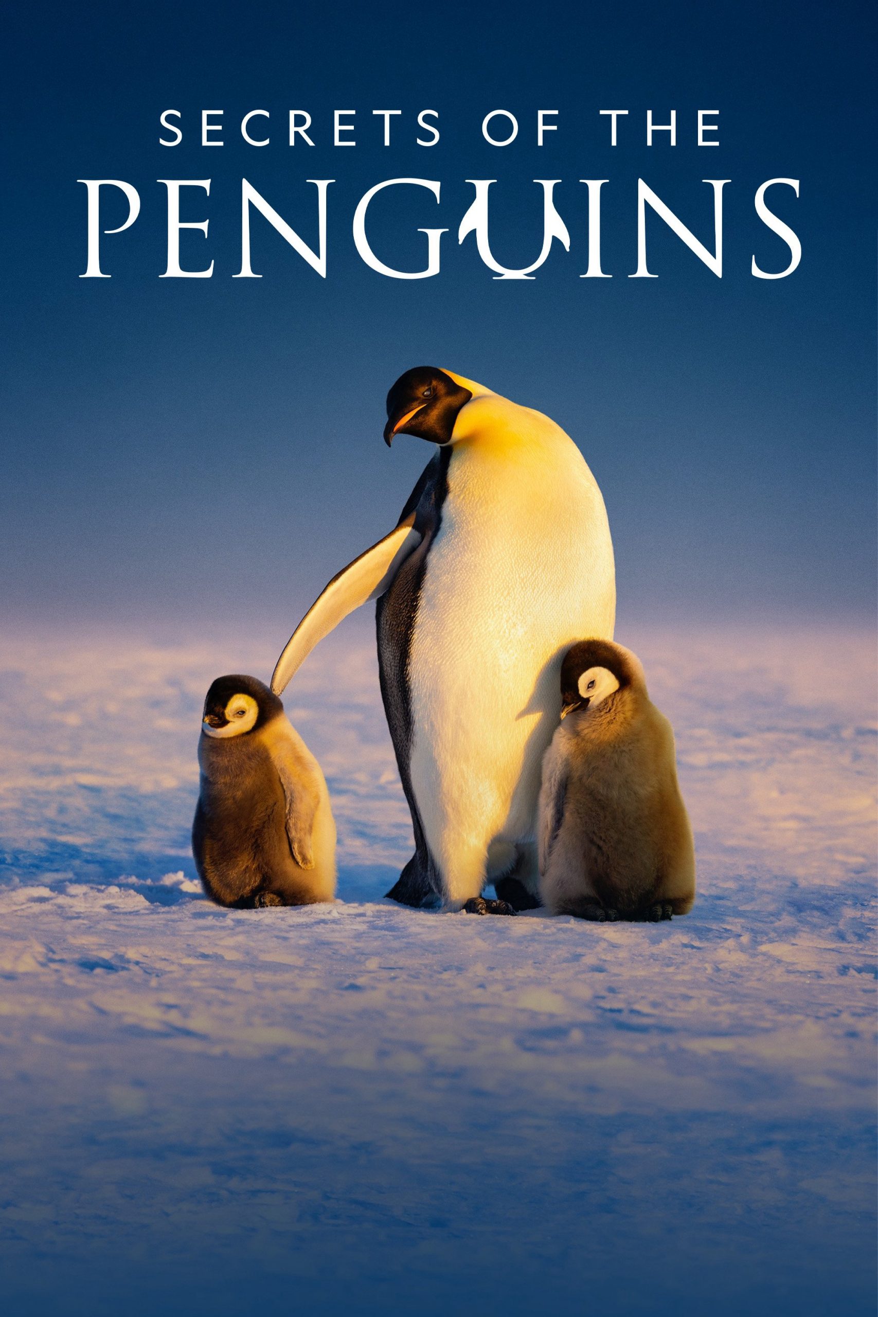 Poster phim Secrets of the Penguins