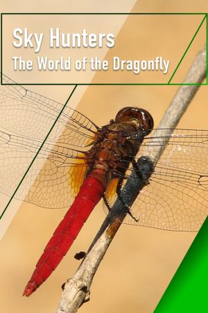 Poster phim Sky Hunters – The World of Dragonfly