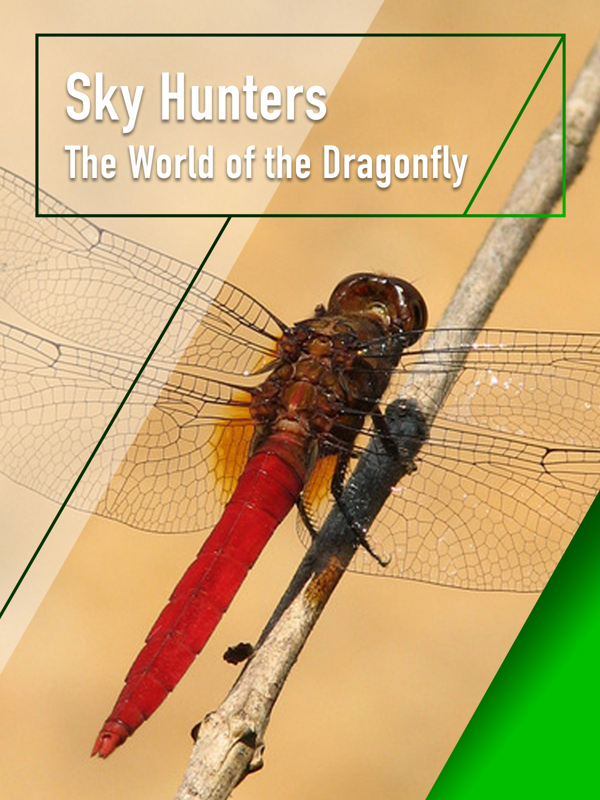 Poster phim Sky Hunters – The World of Dragonfly