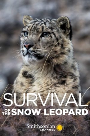 Poster phim Survival Of The Snow Leopard
