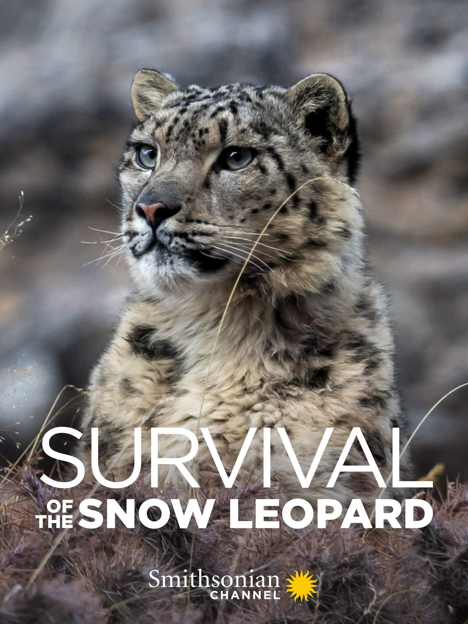 Poster phim Survival Of The Snow Leopard
