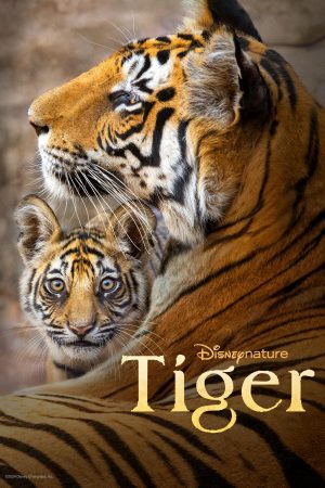 Poster phim Tiger