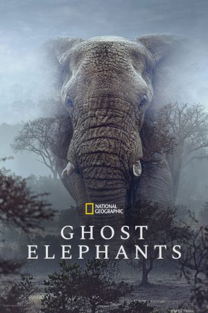 Poster phim Ghost Elephants