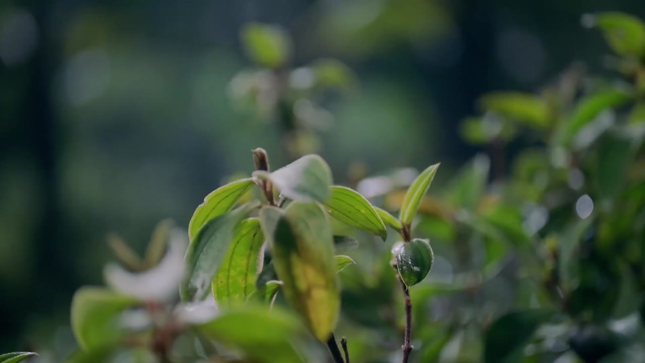 Bí Mật Không Thể Yêu tập 23 cảnh 2