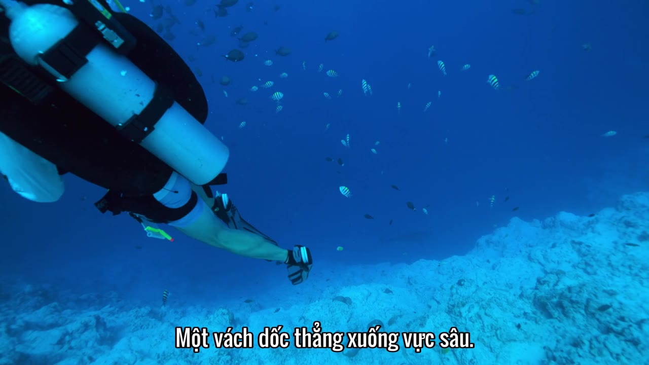 Đi tìm cá mập tập 1