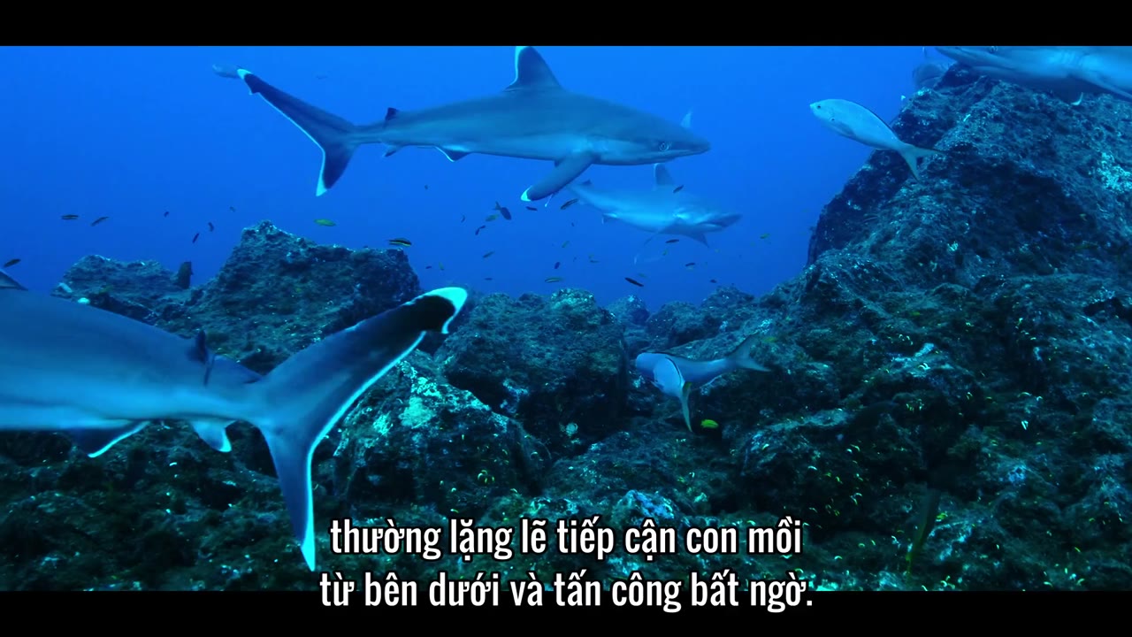 Đi tìm cá mập tập 1 cảnh 3