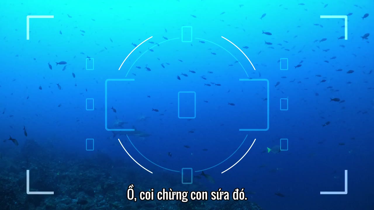 Đi tìm cá mập tập 6 cảnh 3