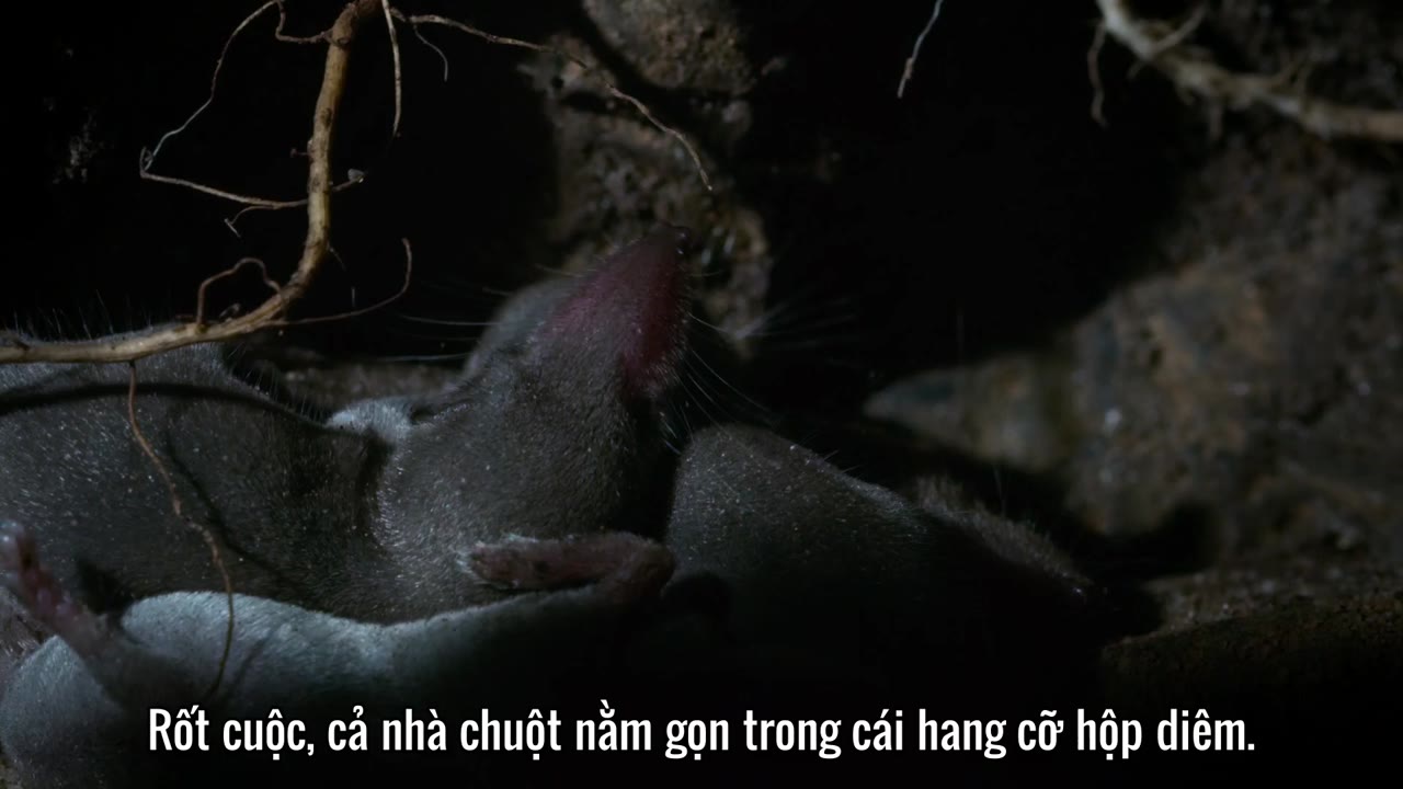 Thế Giới Siêu Nhỏ (Phần 1) tập 1 cảnh 2