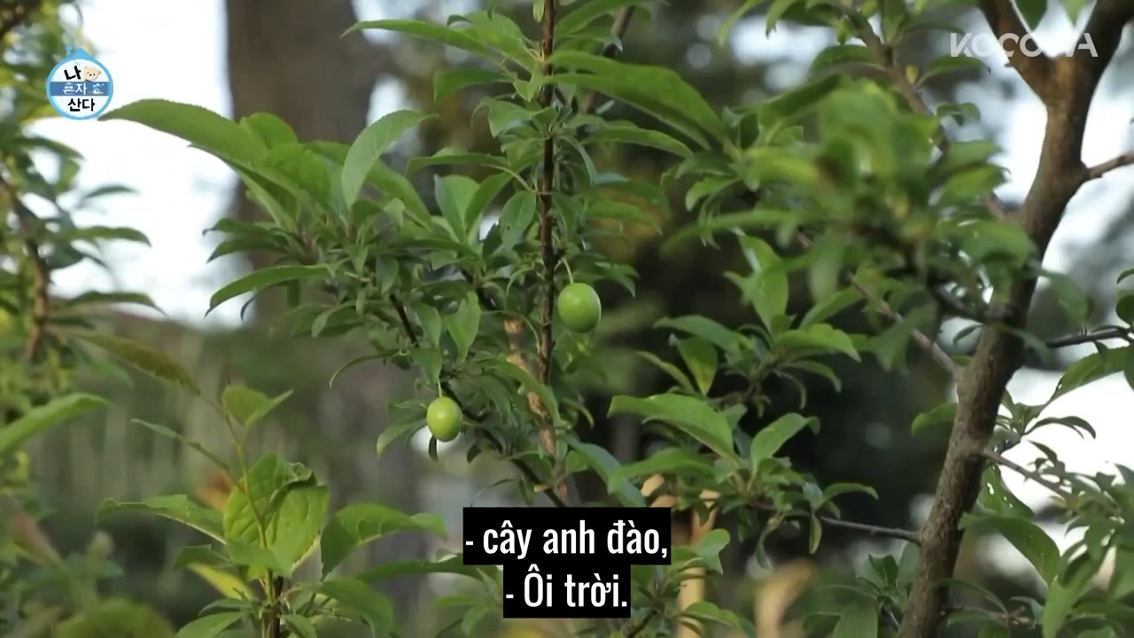 Holo, tình yêu của tôi tập 394