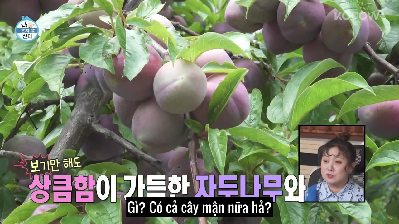 Holo, tình yêu của tôi tập 457