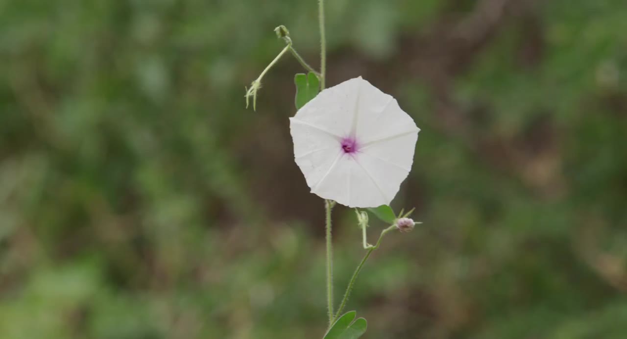 Nữ Hoàng Voi tập 1