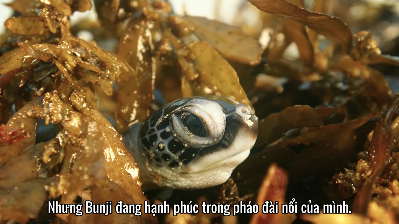 Cuộc Phiêu Lưu Của Rùa tập 1