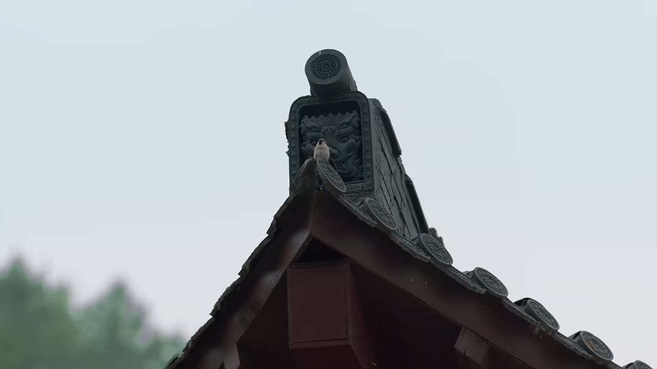 Ngộ Long tập 24 cảnh 2