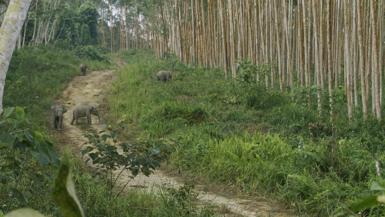 Asia tập 4 cảnh 2