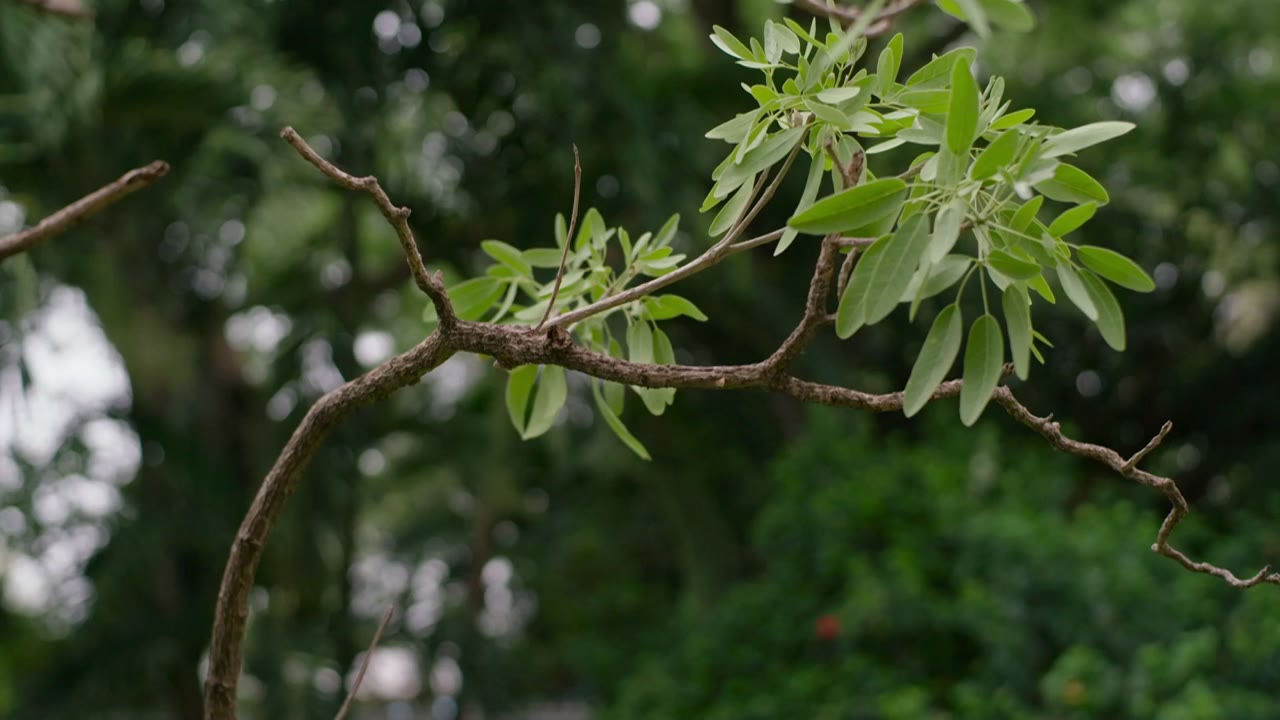 Tro Hoàng Lan tập 16 cảnh 2