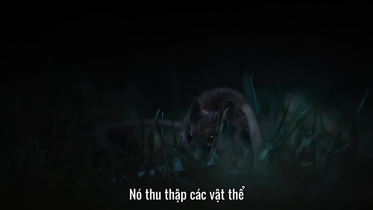 Bí Ẩn Về Thế Giới Động Vật tập 1 cảnh 2