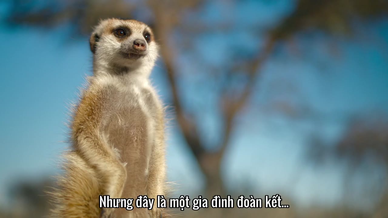 Bí Ẩn Về Thế Giới Động Vật tập 2 cảnh 3