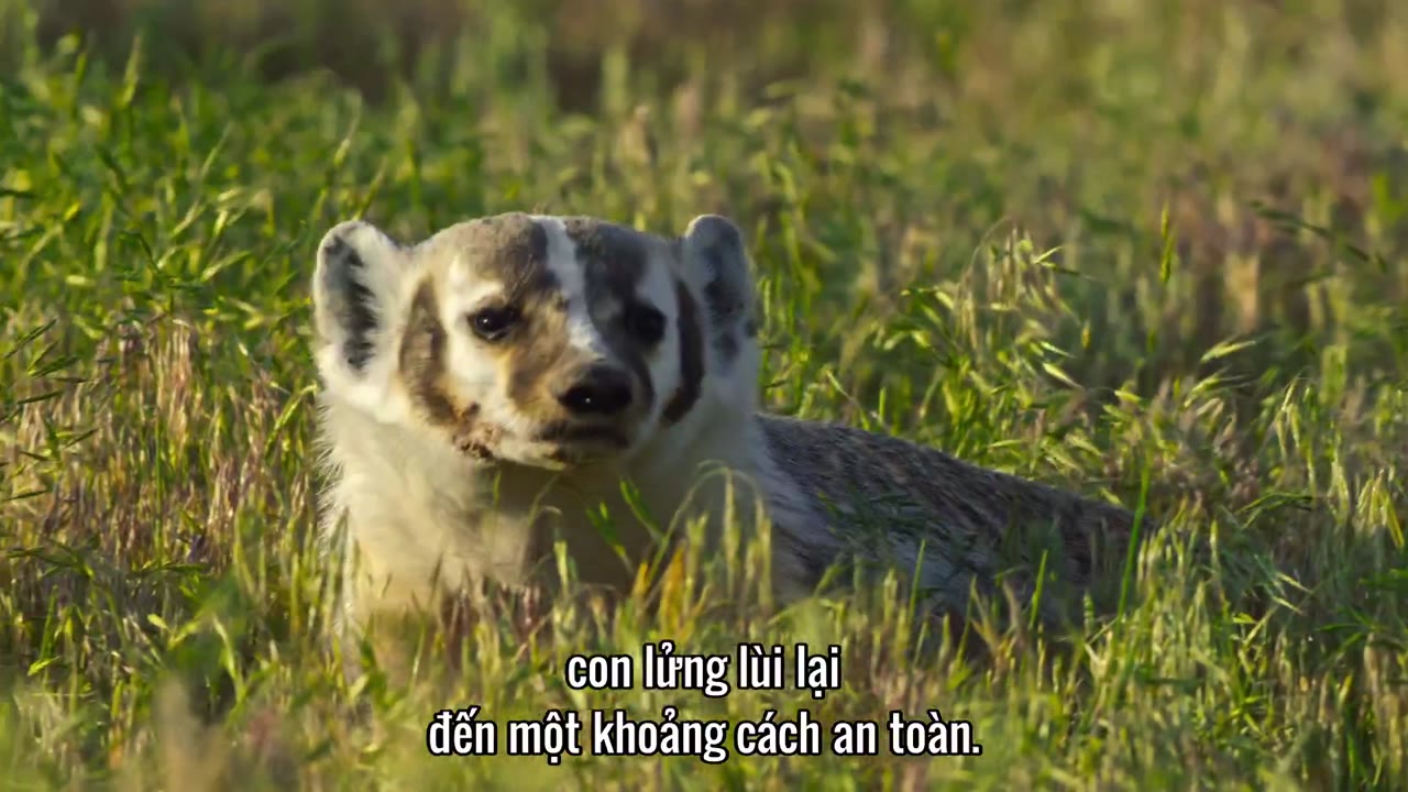 Bí Ẩn Về Thế Giới Động Vật tập 6
