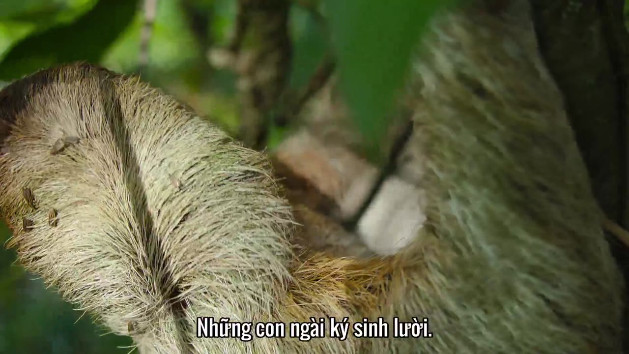 Bí Ẩn Về Thế Giới Động Vật tập 7 cảnh 2