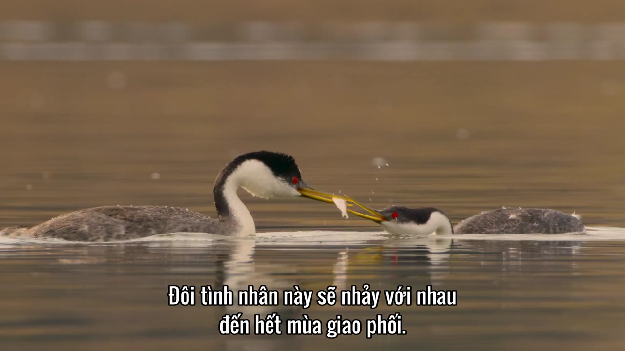 Bí Ẩn Về Thế Giới Động Vật tập 8