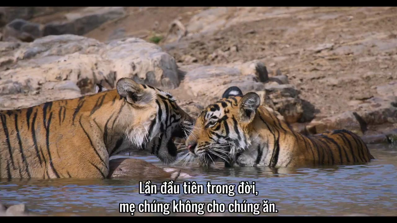 Tiger tập 1 cảnh 3