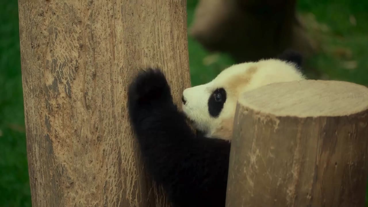 Fu Bao: Bảo Bối Của Ông tập 1