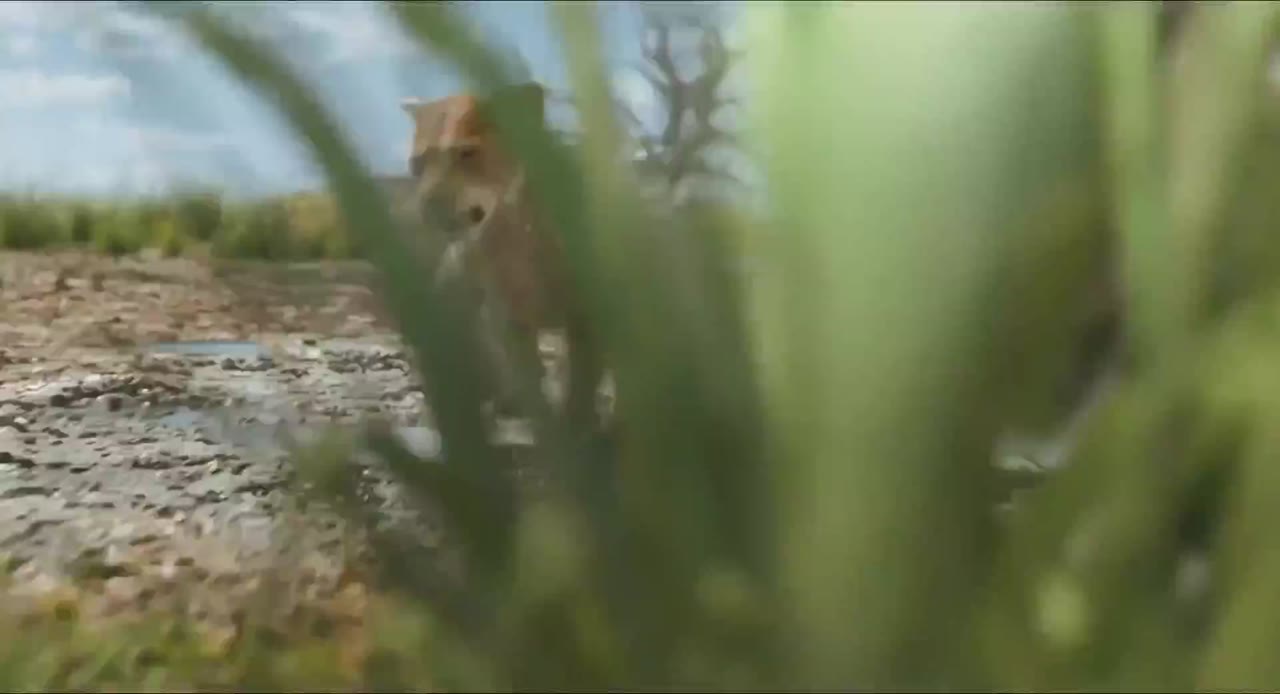 Mufasa: Vua Sư Tử tập 1