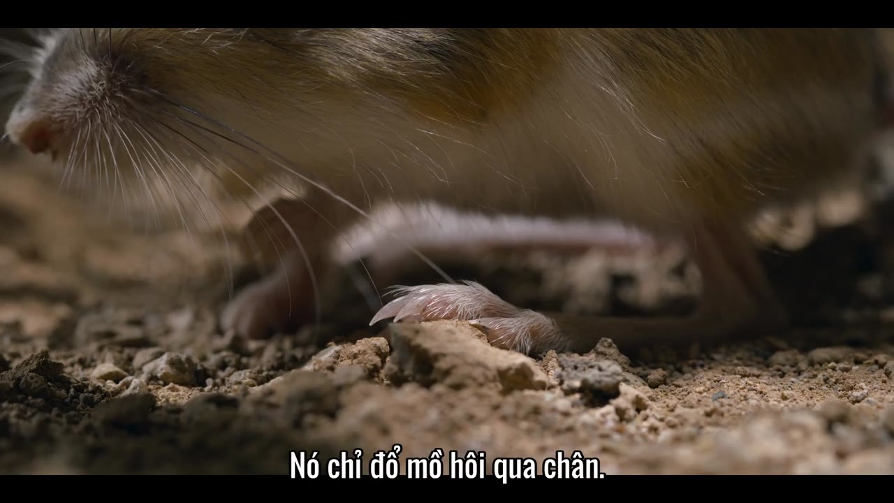 Những sinh vật tí hon tập 1