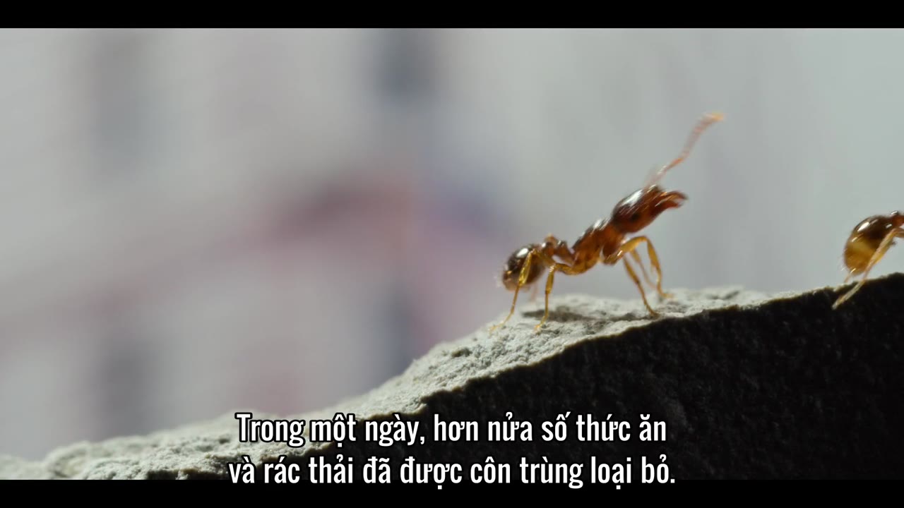 Những sinh vật tí hon tập 2 cảnh 3