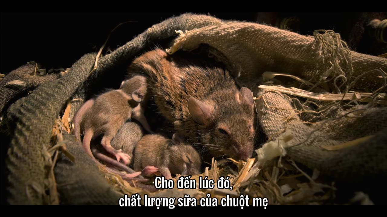 Những sinh vật tí hon tập 4