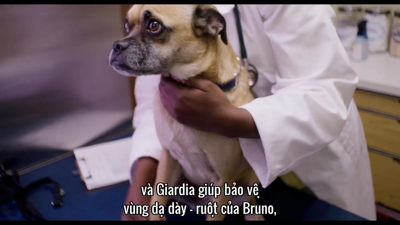 Chú chó Bruno tập 7 cảnh 2