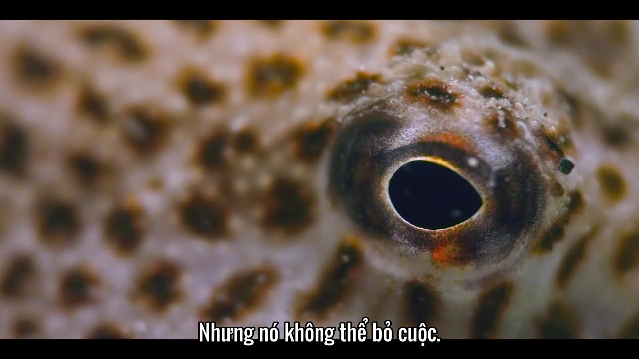 Đại dương của chúng ta tập 5