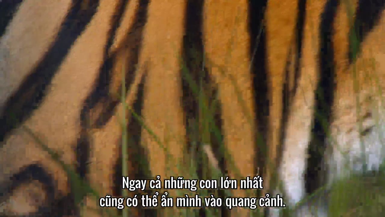 Động vật (Phần 2) tập 1