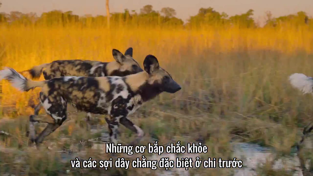 Động vật (Phần 2) tập 2