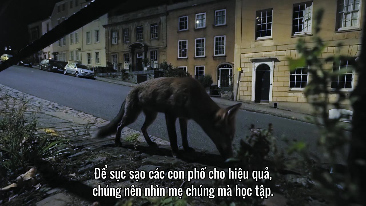 Động vật (Phần 2) tập 2 cảnh 3