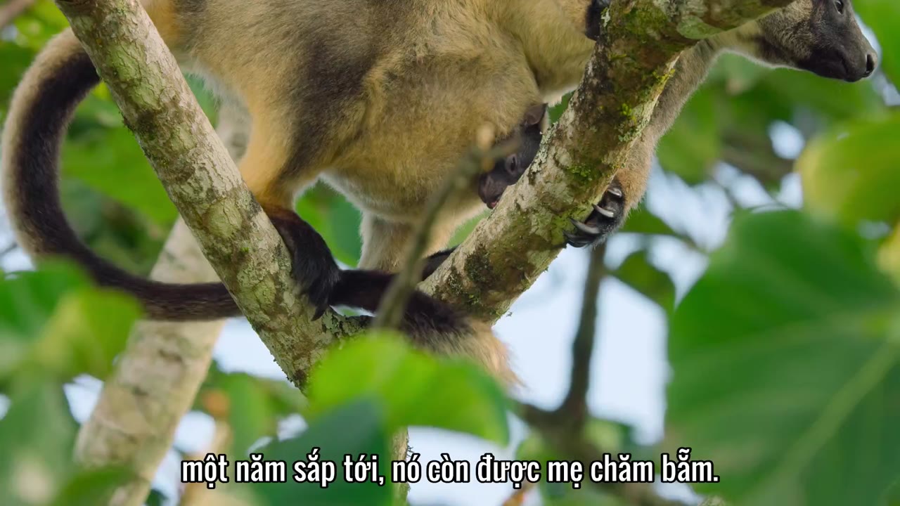 Động vật (Phần 2) tập 3 cảnh 3
