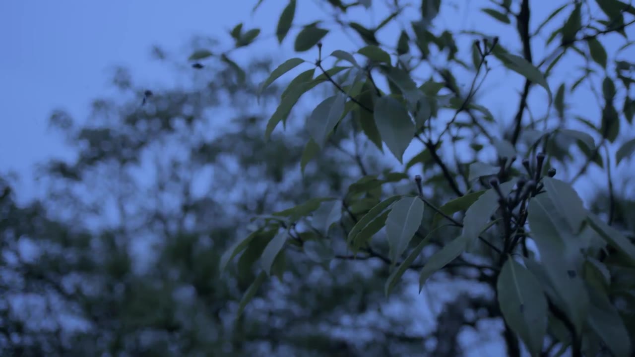 Thập Nhị Đàm tập 31