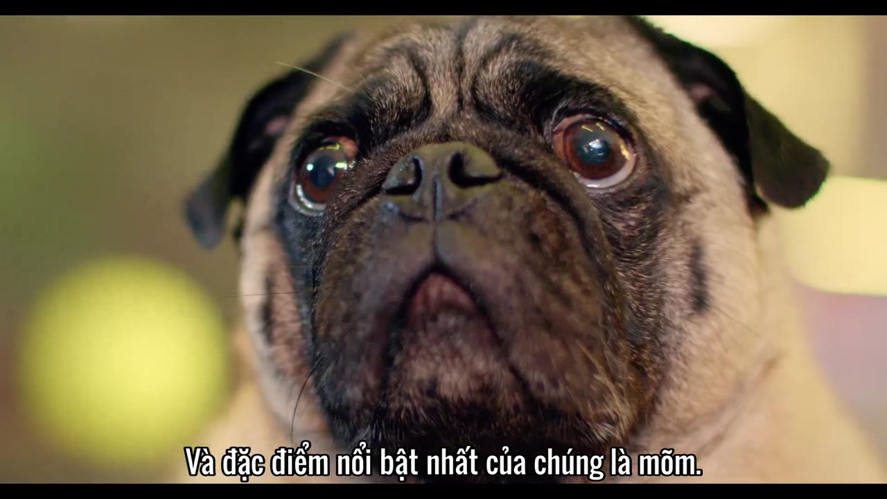 Khoa học và lịch sử cùng Felipe Castanhari tập 4 cảnh 3