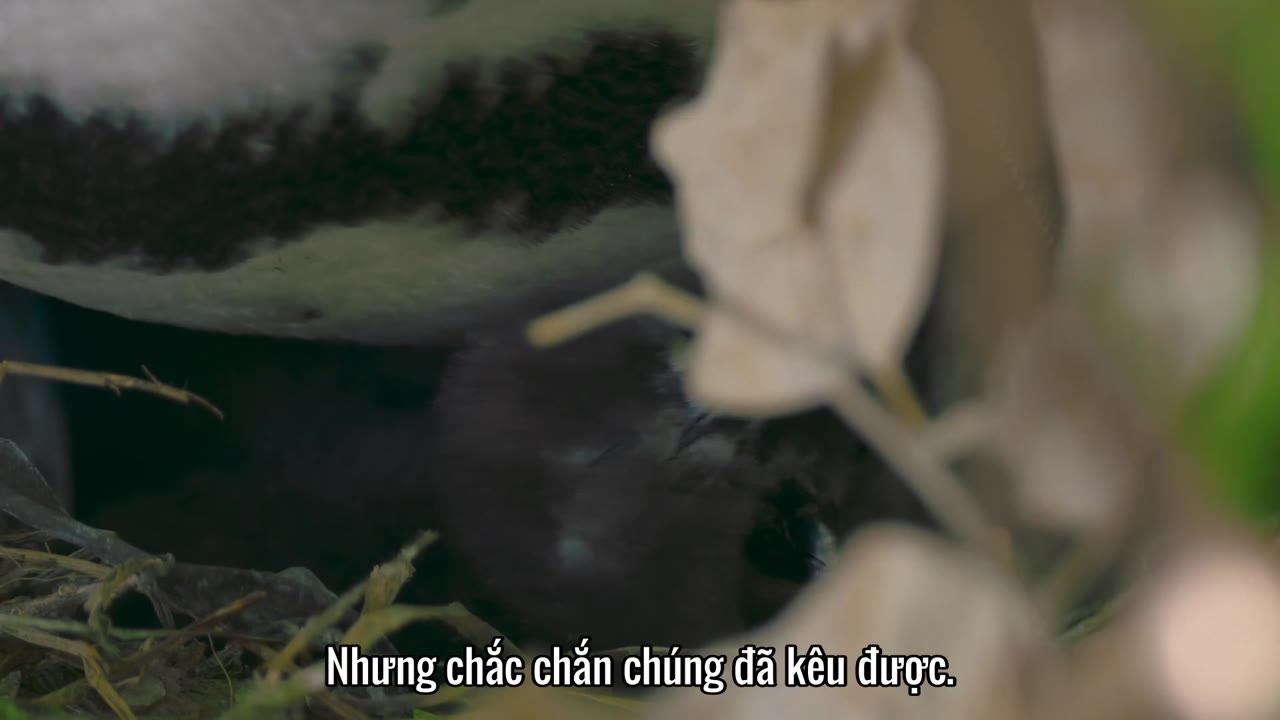 Thị trấn cánh cụt tập 3 cảnh 2