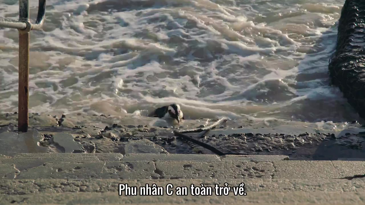 Thị trấn cánh cụt tập 5 cảnh 2