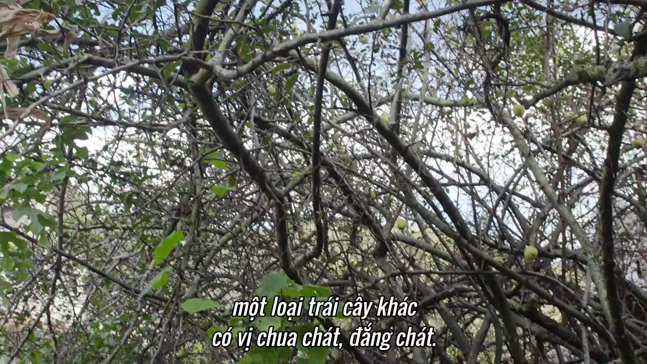 Nguồn Gốc Của Hương Vị (Phần 2) - Ẩm Thực Vân Nam tập 8