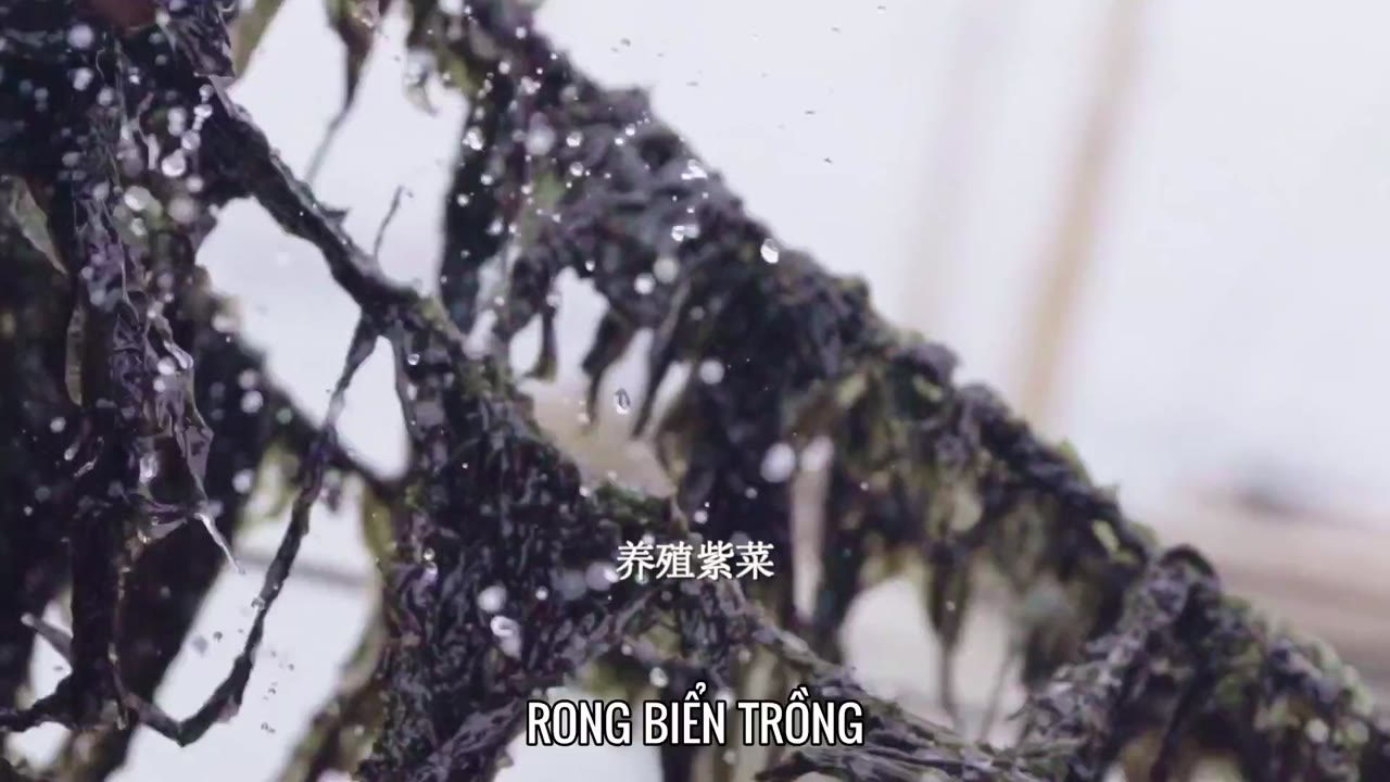Nguồn Gốc Của Hương Vị (Phần 1) - Ẩm Thực Triều Sán tập 7 cảnh 2