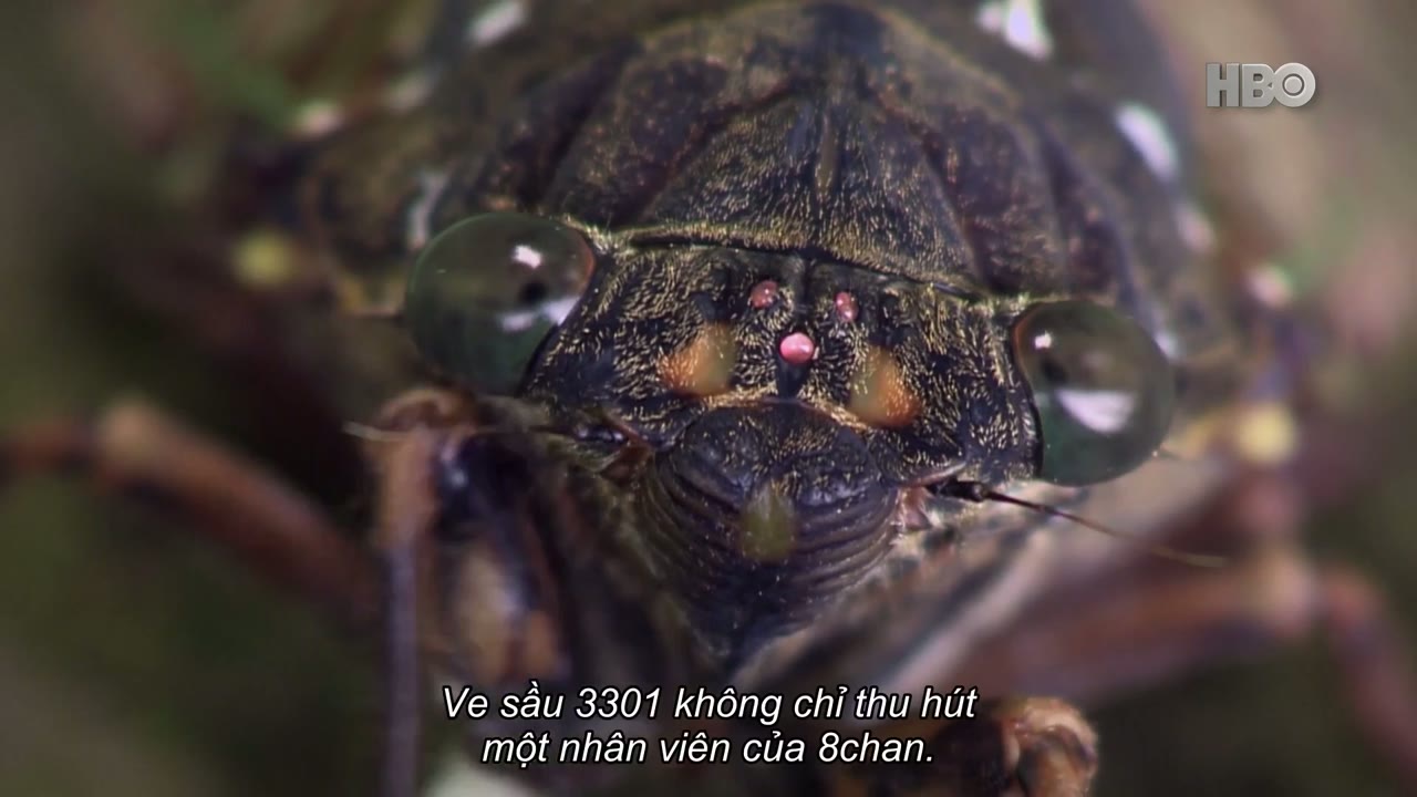 Q: Đi Vào Cơn Bão tập 5
